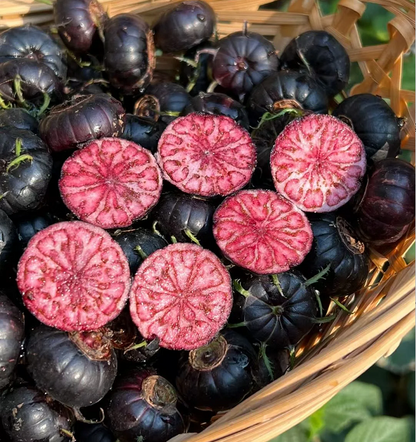 Red Fruit Ginseng Seeds-Spider Fruit