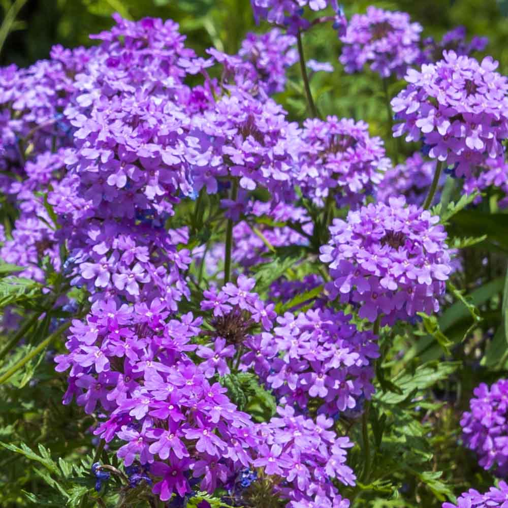 💐Garden Verbena Seeds