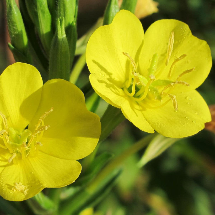 Evening Primrose Seeds-Easy to Grow. Fragrant After Dark.🌙🍋