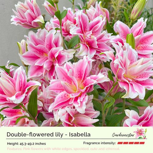 Lily Bulbs