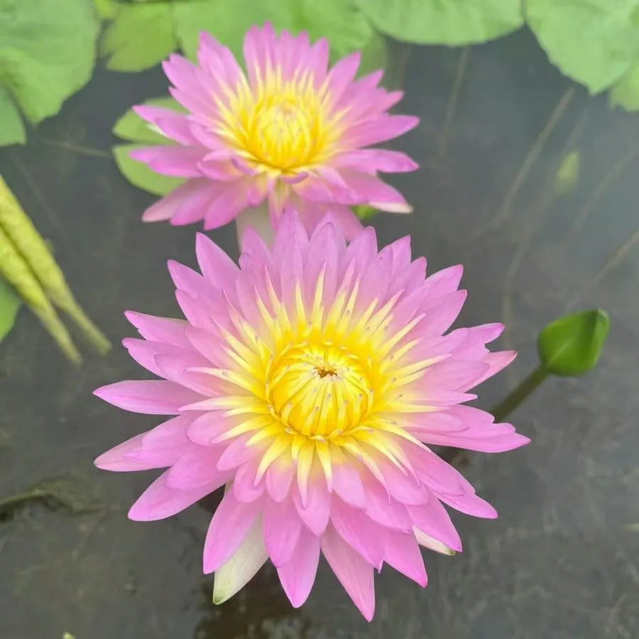 🌸LAST DAY Promotion 50% OFF🌸 Hydroponic Lotus 🌸 | Fresh, Simple & Beautiful(🌱Survival Guaranteed: Free Replacements🌿)