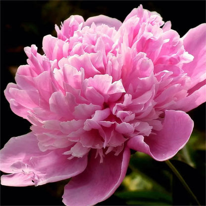 🌺Peony - Love surrounds you