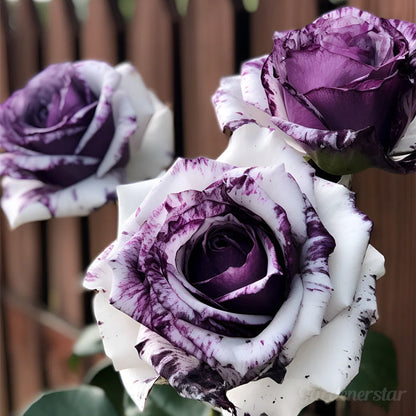 Rare Purple White Rose Flower Seeds