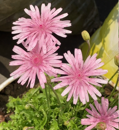 Peach-Colored Dandelion Seeds