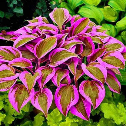 🍃Rare Multi-Colored Hostas Seeds