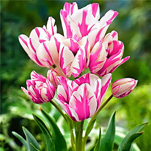 Bonsai Rare Color Tulip Seeds #6