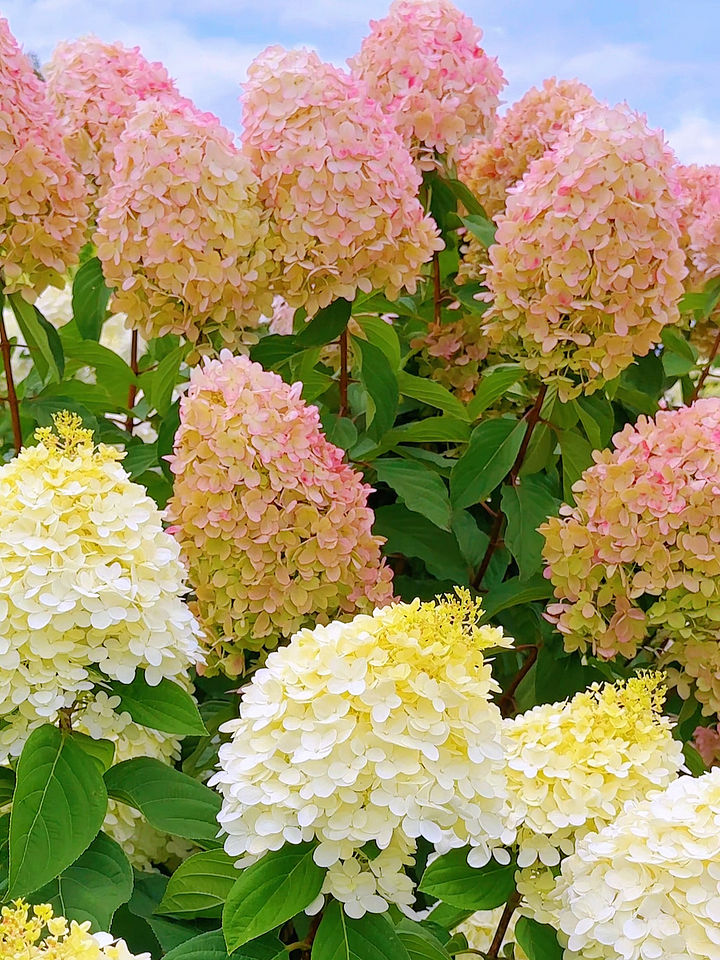 Panicle Hydrangea Flowers Seeds 💞 Plants Home Garden Flower Seeds