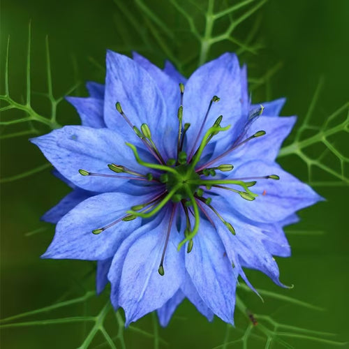 Love-In-A-Mist Seeds