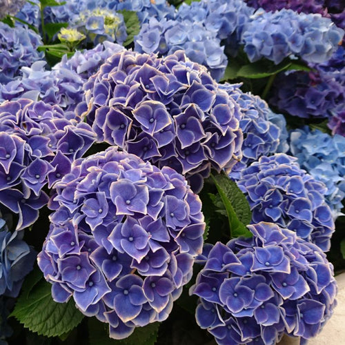 Hydrangea Macrophylla Tivoli Seeds