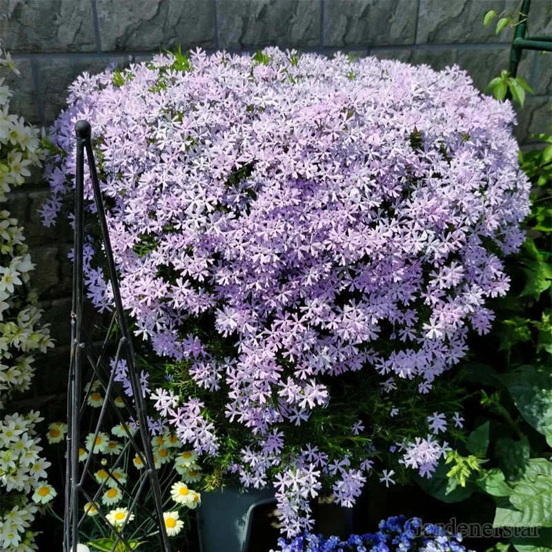 🌈Optimal Carpet Plant✨Creeping Lobelia Erinus Seeds