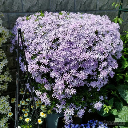 🌈Optimal Carpet Plant✨Creeping Lobelia Erinus Seeds