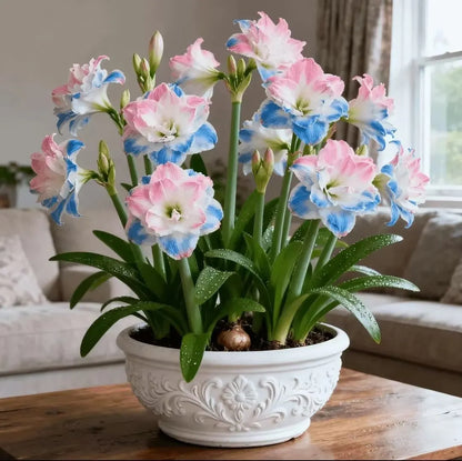 🌺 One Hippeastrum Bulb, One Stunning Giant Bloom💥