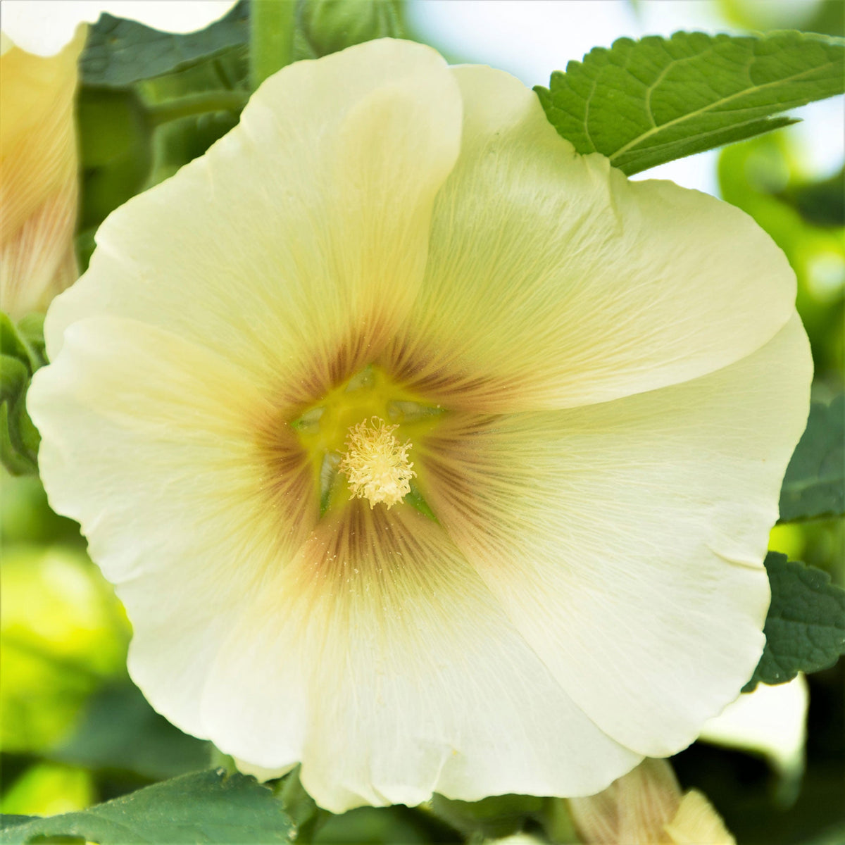 Single Flowered Hollyhock Seeds