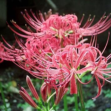Spider Lily Bulbs-Multicolor🌈