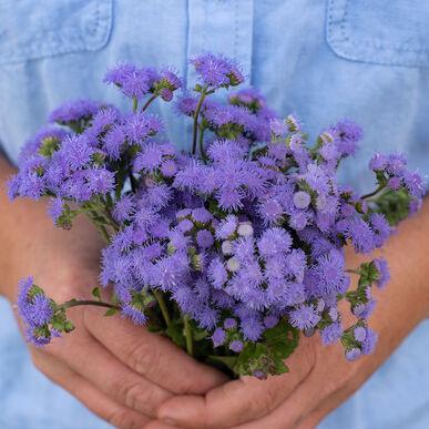 Ageratum Aloha Blue F1