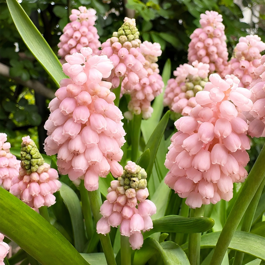 Grape Hyacinth Bulbs-Dense Bell-Shaped Clusters