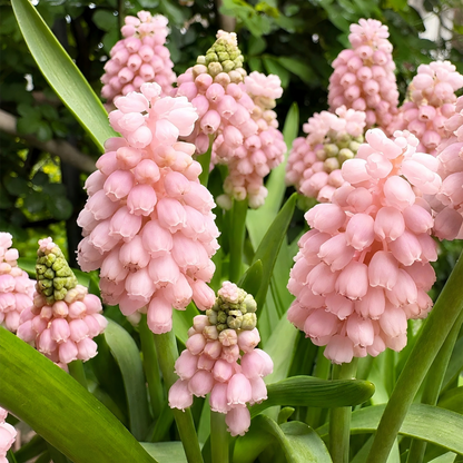 Grape Hyacinth Bulbs-Dense Bell-Shaped Clusters