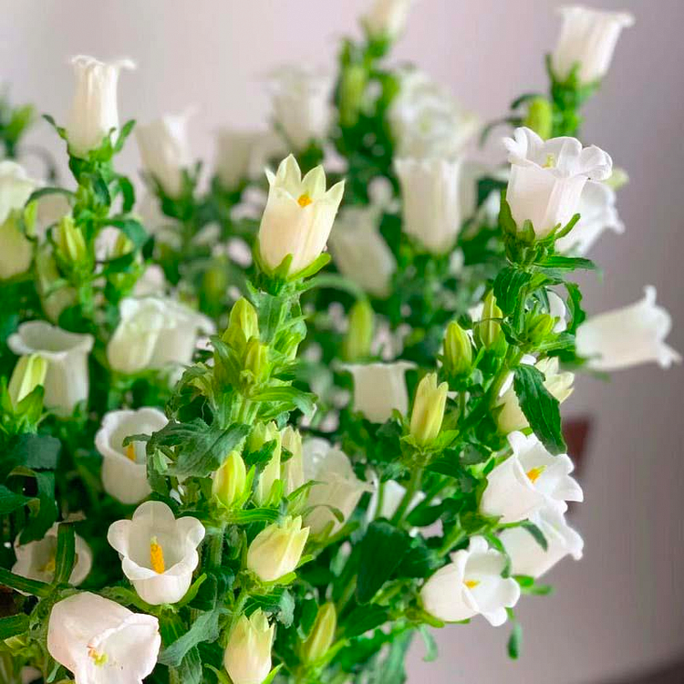 Bellflower Seeds/Canterbury Bells Seeds