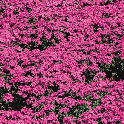 💐Vibrant Tapestry of Color ✨Creeping Phlox Seeds, Shibazakura Seeds