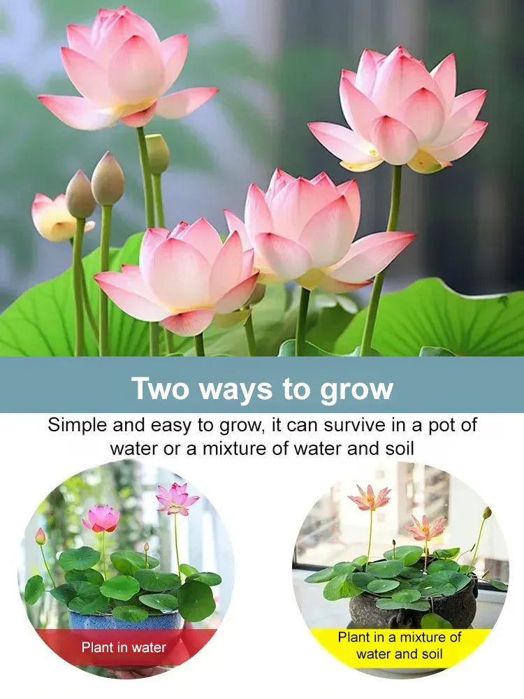 🌸LAST DAY Promotion 50% OFF🌸 Hydroponic Lotus 🌸 | Fresh, Simple & Beautiful(🌱Survival Guaranteed: Free Replacements🌿)