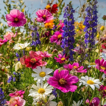 Colorful Wildflower Seed Mix 🌈