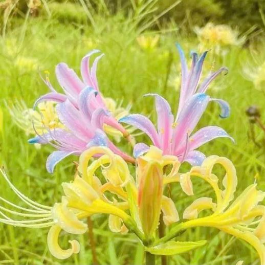 Spider Lily Bulbs-Multicolor🌈