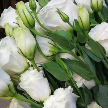 🔥53%OFF Mixed-Color Lisianthus 💥Best selling in 2026