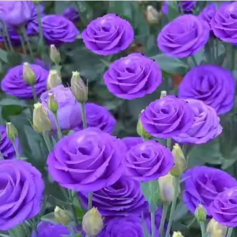 🔥53%OFF Mixed-Color Lisianthus 💥Best selling in 2026