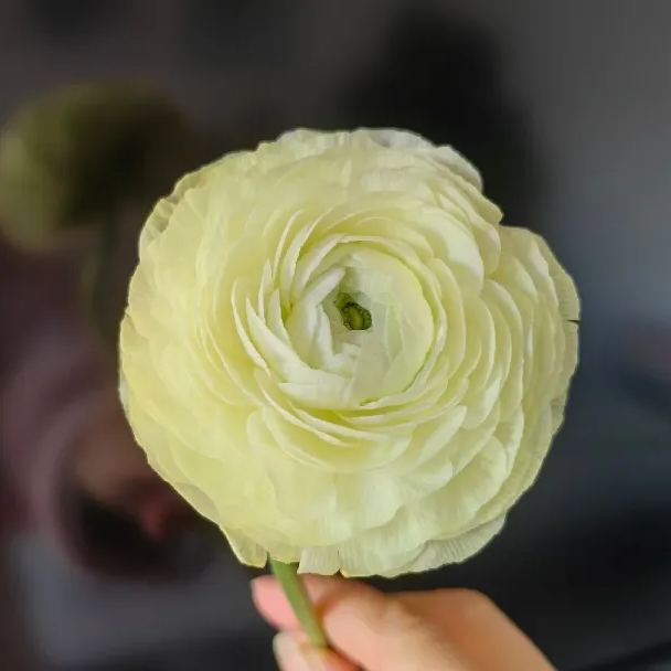 💐Lisianthus – Timeless Beauty, Everlasting Love💫