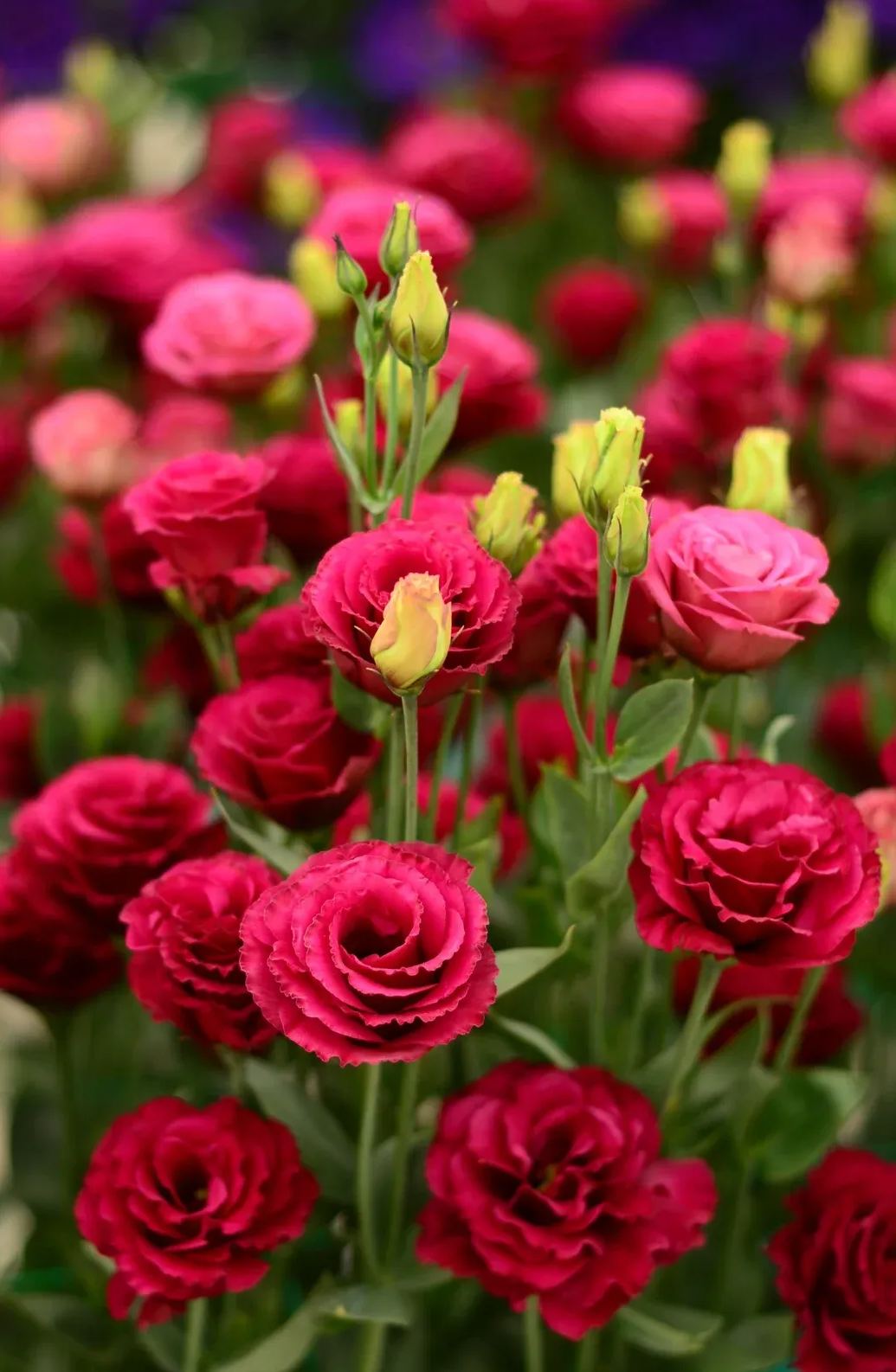 💐Lisianthus – Timeless Beauty, Everlasting Love💫