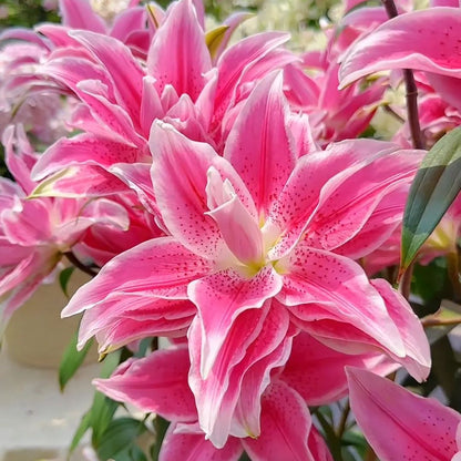 Double-petaled bicolor fragrant lily Bulbs—Fresh and Sweet