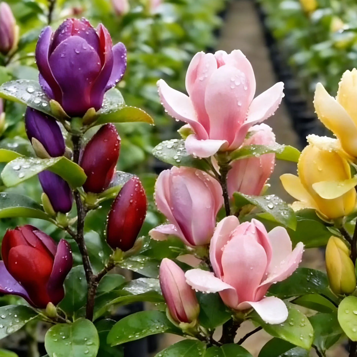Magnolia liliiflora (Purple Orchids) Bulbs 🌸 Flowers Hide the Leaves, Fragrance Fills the Air