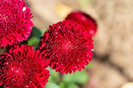 💖Double Pompon China Aster Seeds -Container & Cut Flowers