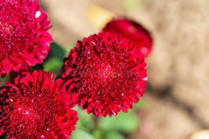 💖Double Pompon China Aster Seeds -Container & Cut Flowers