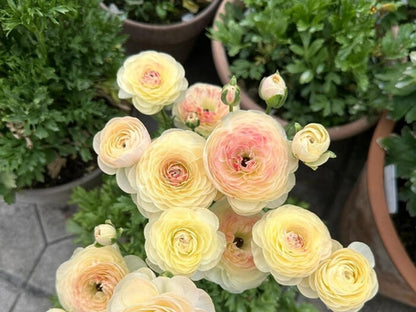 🌺Persian Buttercup Ranunculus Mixed Corms, Beautiful Spring Blooms for Home Garden
