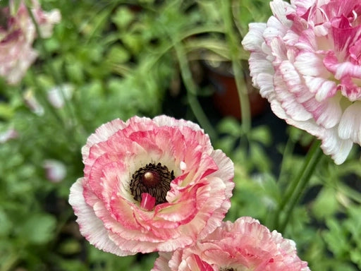 🌺Persian Buttercup Ranunculus Mixed Corms, Beautiful Spring Blooms for Home Garden