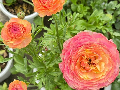 🌺Persian Buttercup Ranunculus Mixed Corms, Beautiful Spring Blooms for Home Garden