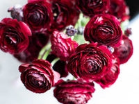 🌺Persian Buttercup Ranunculus Mixed Corms, Beautiful Spring Blooms for Home Garden