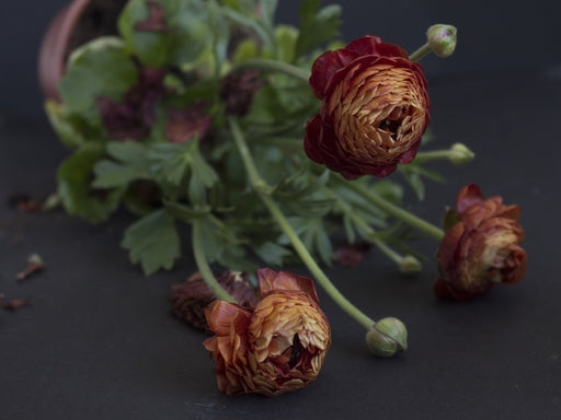 🌺Persian Buttercup Ranunculus Mixed Corms, Beautiful Spring Blooms for Home Garden