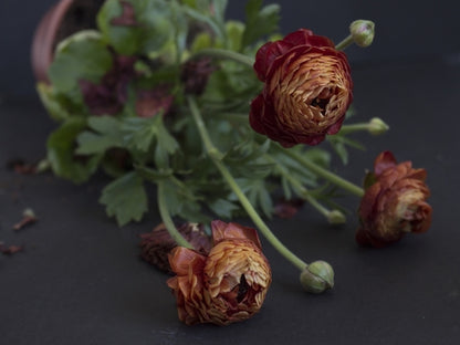 🌺Persian Buttercup Ranunculus Mixed Corms, Beautiful Spring Blooms for Home Garden