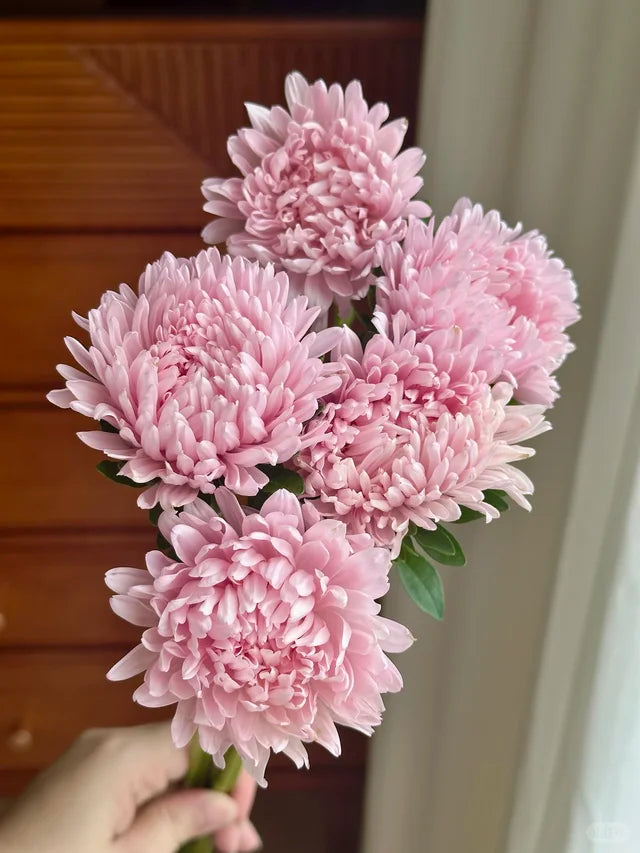 💖Double Pompon China Aster Seeds -Container & Cut Flowers
