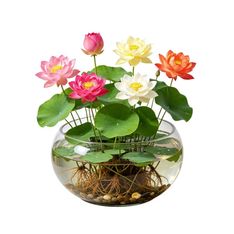 Mixed-color lotus flowers displayed in a glass water-garden bowl