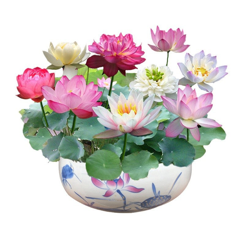 Beautiful bowl lotus flowers arranged in a decorative planter