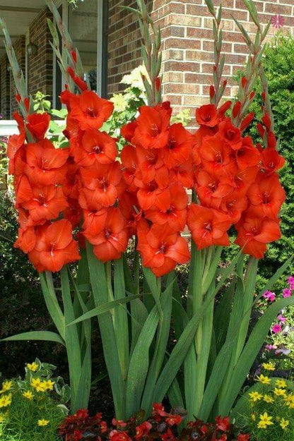 🌸 Colorful Gladiolus Flower Bulbs 🌈