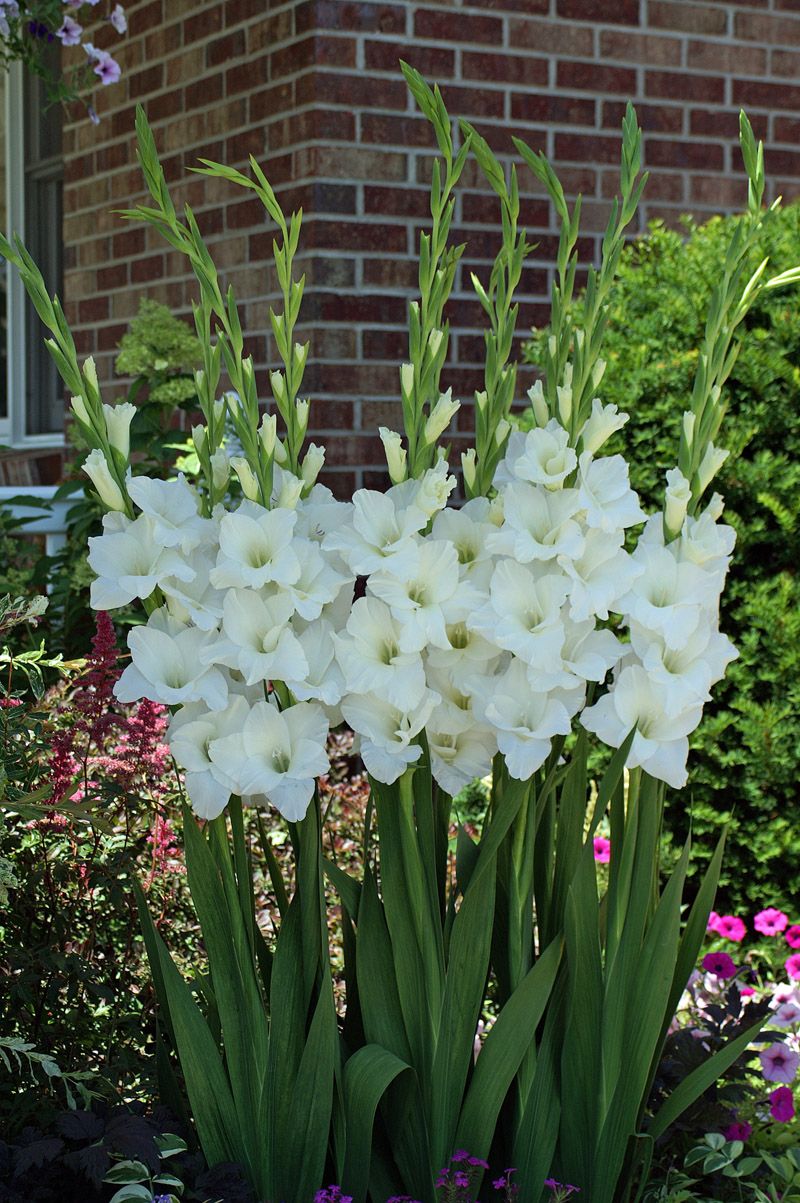 🌸 Colorful Gladiolus Flower Bulbs 🌈