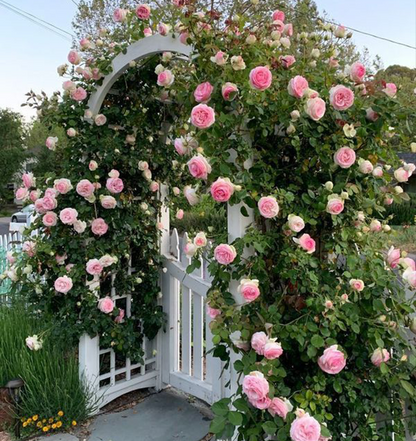 🌹 Climbing Rose Seeds | Multi-color Vine Rose