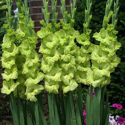 🌸 Colorful Gladiolus Flower Bulbs 🌈