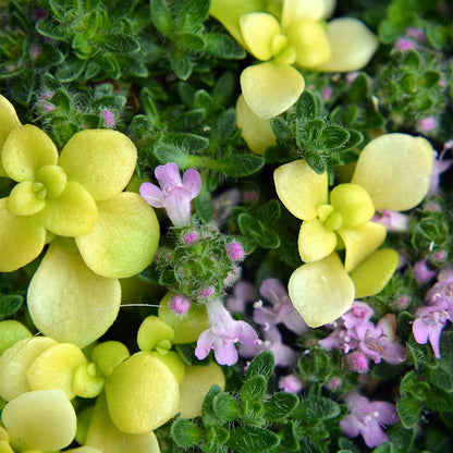 Pink Chintz Creeping Thyme