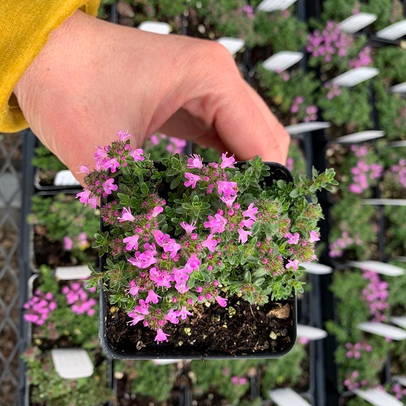 Pink Chintz Creeping Thyme