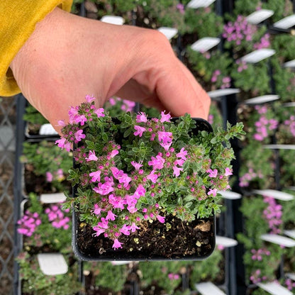 Pink Chintz Creeping Thyme